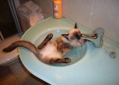 hot-tubbing-cat.jpg