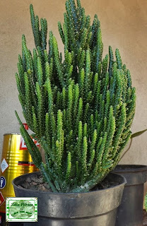 Pequeno cacto e suculentas