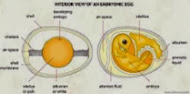 Vedere interioara a oului embrionar