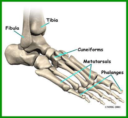Flip Flops for Shopping shoes: Knowledge of feet structure