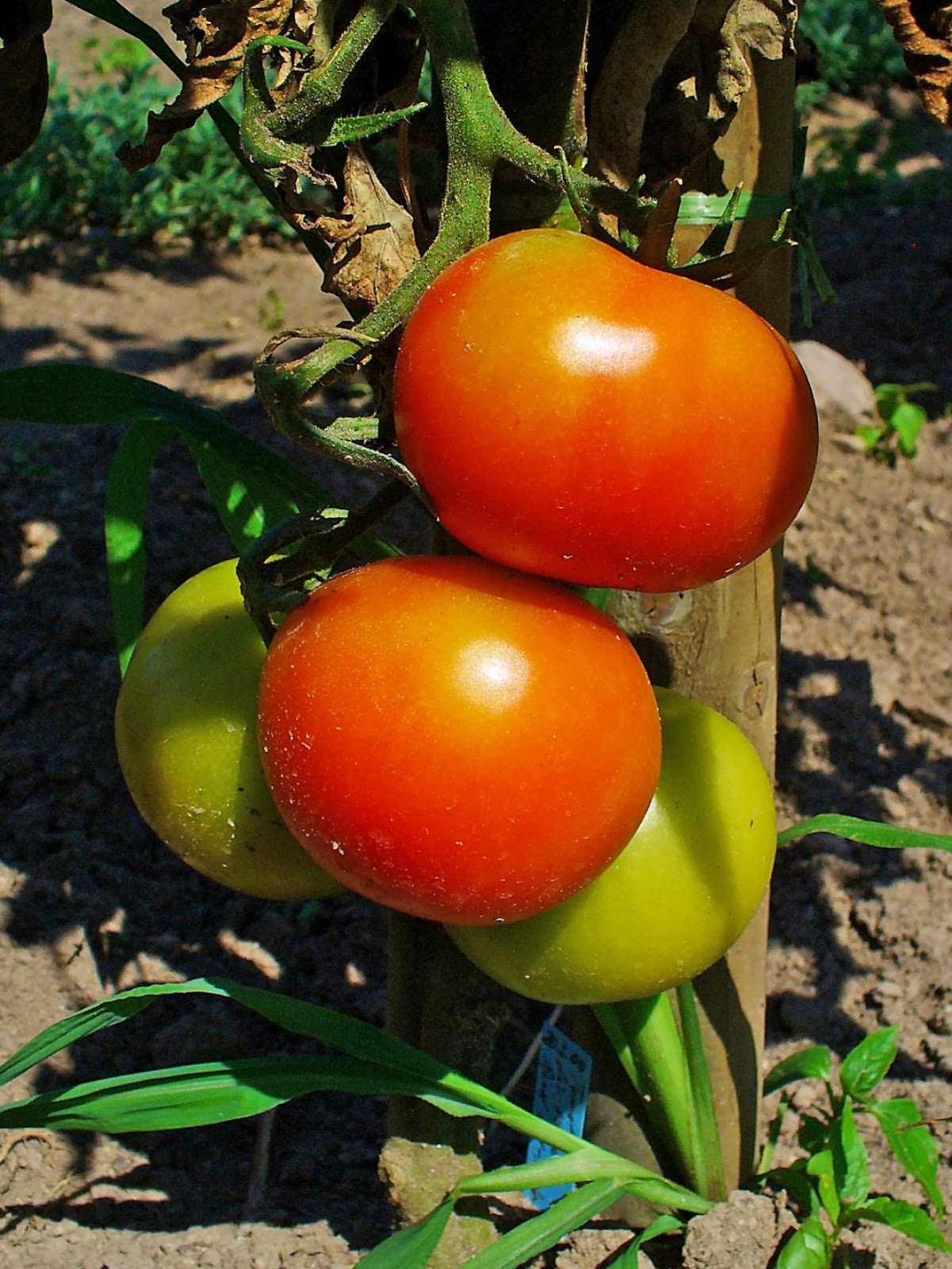 Southwest Victory Gardens Growing Tomatoes in the Desert Southwest