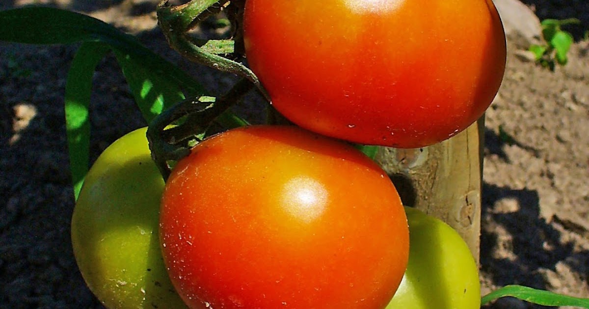 Southwest Victory Gardens Growing Tomatoes in the Desert Southwest