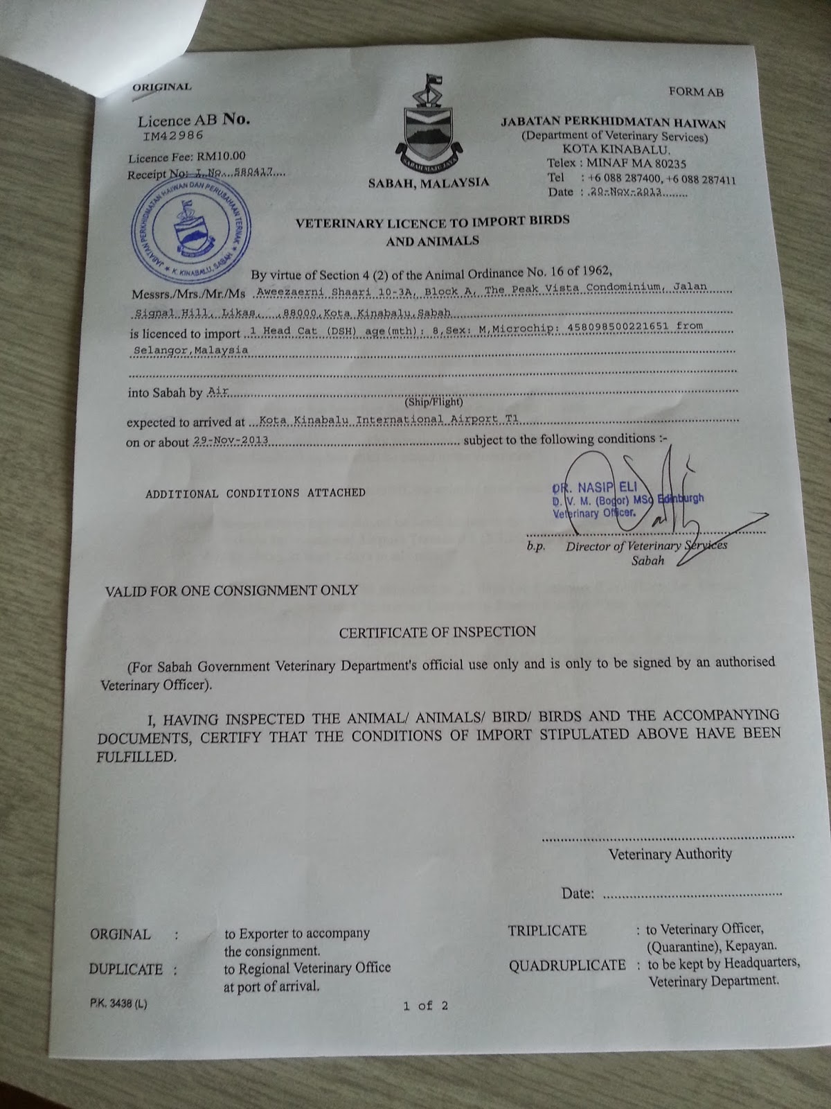 Cinte Everywhere Import Export Our Siamese Cat, KIMI