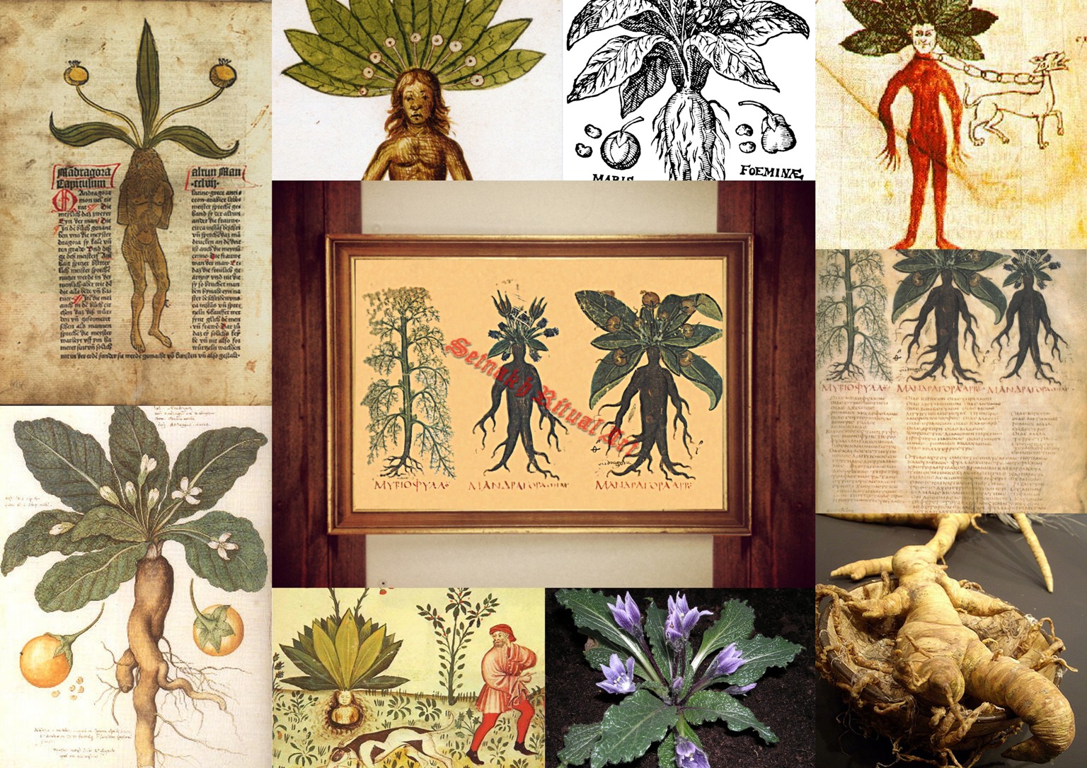 Frater Setnakh Ritual Art Mandrake Print Witch House Decor