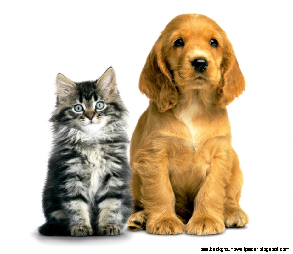 The Gospel According to Cats and Dogs  TGC The Gospel According to Cats and Dogs  TGC