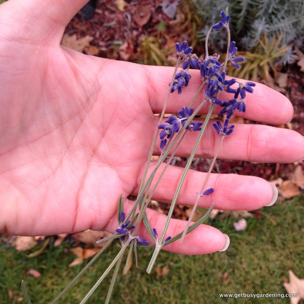 How to Harvest, Dry and Use Lavender Get Busy Gardening