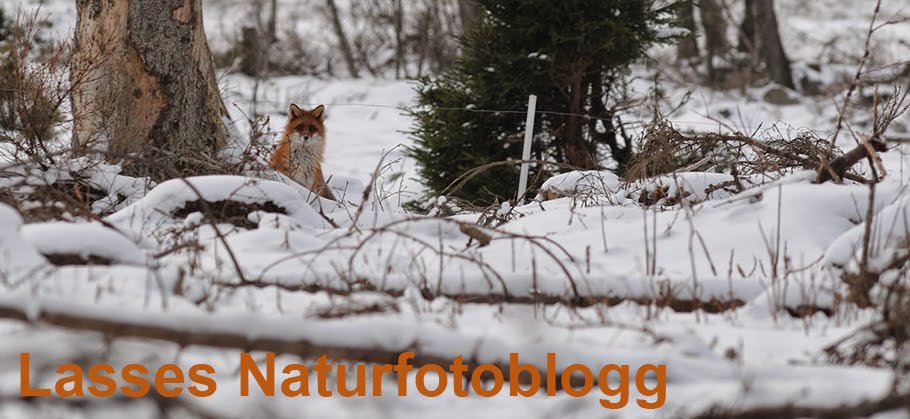 Lasses naturfotoblogg