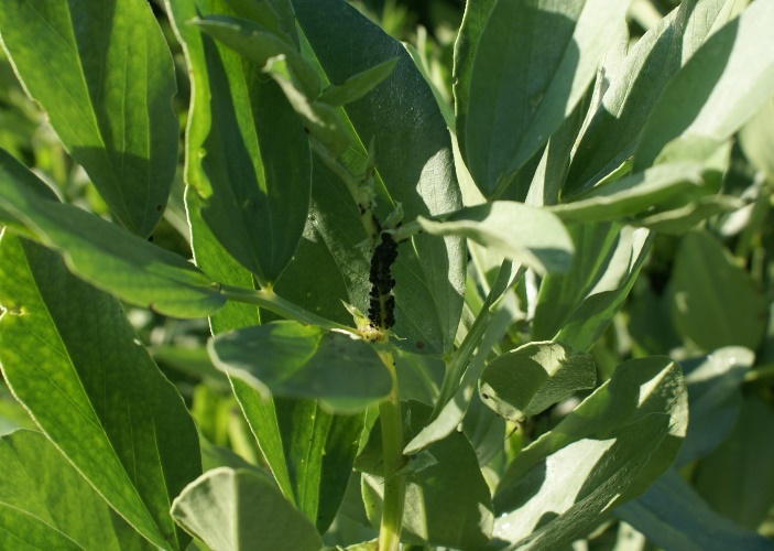 A Green and Rosie Life How to Protect Broad Beans from Blackfly