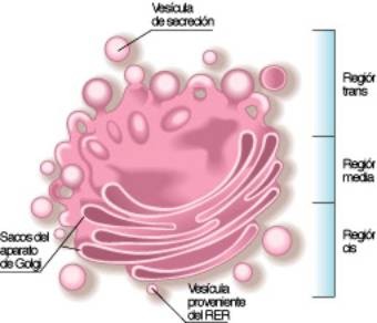 Resultado de imagen de aparato de golgi