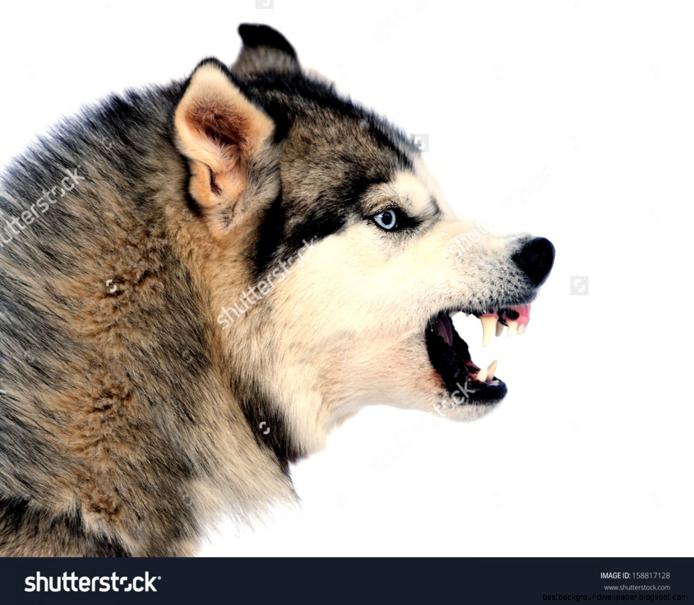 Angry Siberian Husky Dog Winter Portrait Stock Photo 158817128 Angry Siberian Husky Dog Winter Portrait Stock Photo 158817128