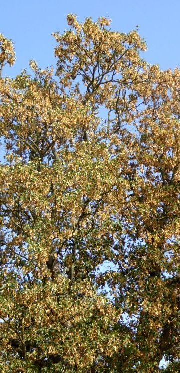 Der Herbst lässt grüssen