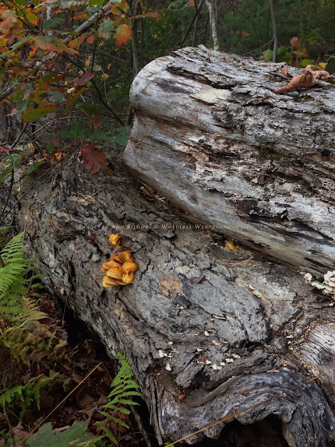Mushrooms on a trunk