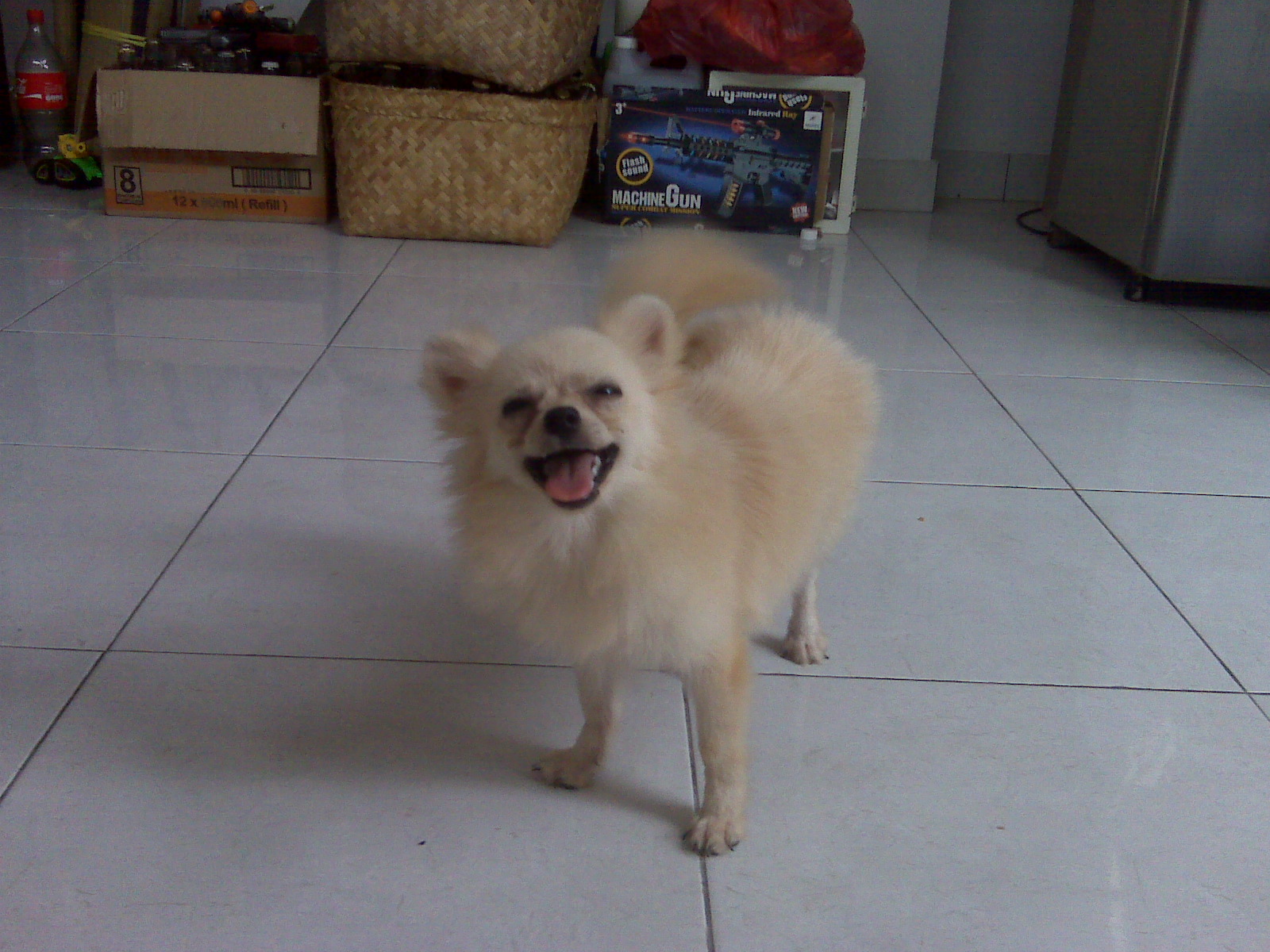 Dog Lover Bali Jual Beli Anjing Di Bali Sold Out Mini