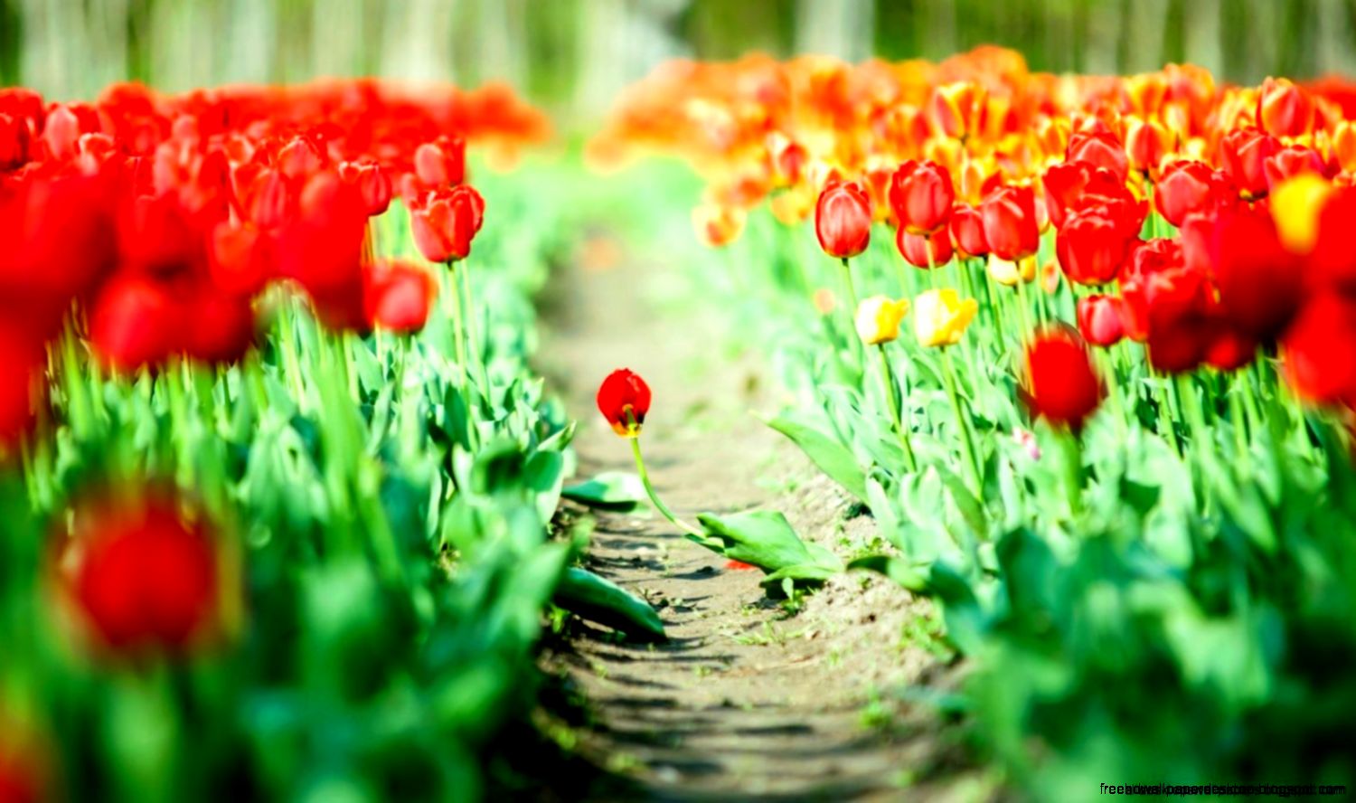 Nature Flowers Hd Wallpaper All Desktop Wallpaper Nature Flowers Hd Wallpaper All Desktop Wallpaper