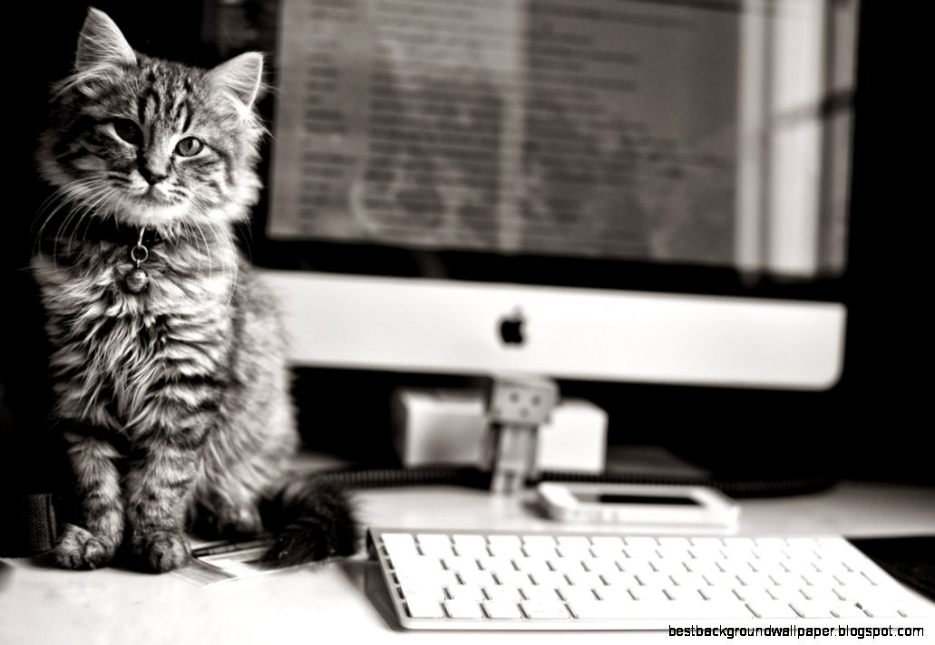 6954195 cute cat grayscale  Wallpaper 4K  Wallpaper HD 4K 6954195 cute cat grayscale  Wallpaper 4K  Wallpaper HD 4K