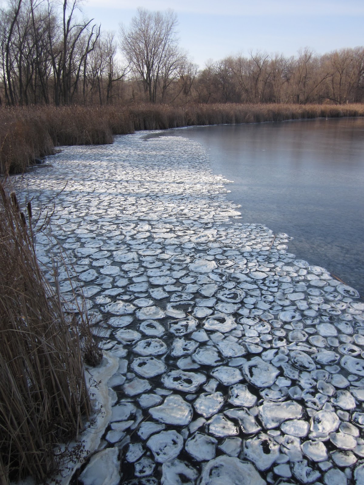 Distracted Naturalist Pancake Ice