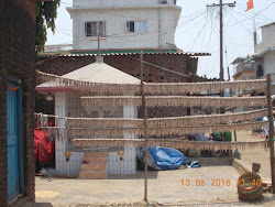 The "Bombay Ducks" dry-fish Industry of Arnala village.
