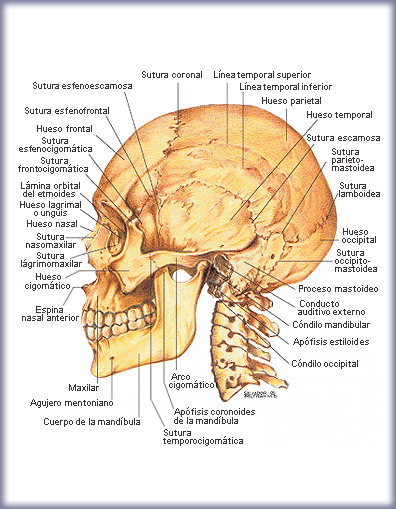 anatomia del craneo