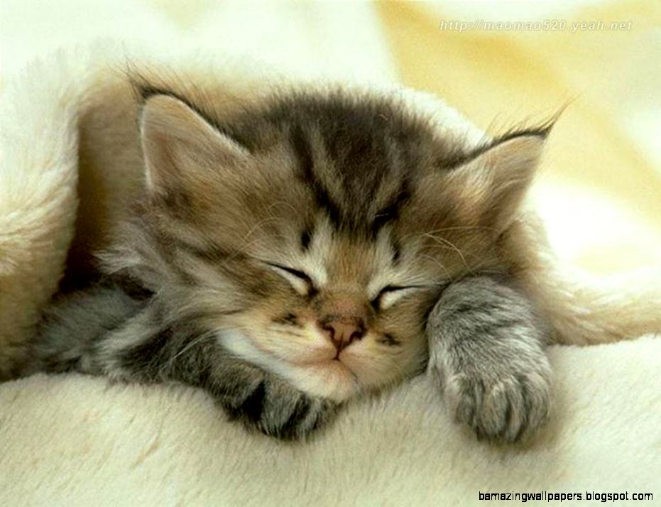Cute Kitten Wallpaper Kittens Wallpaper 13938596 Fanpop Cute Kitten Wallpaper Kittens Wallpaper 13938596 Fanpop