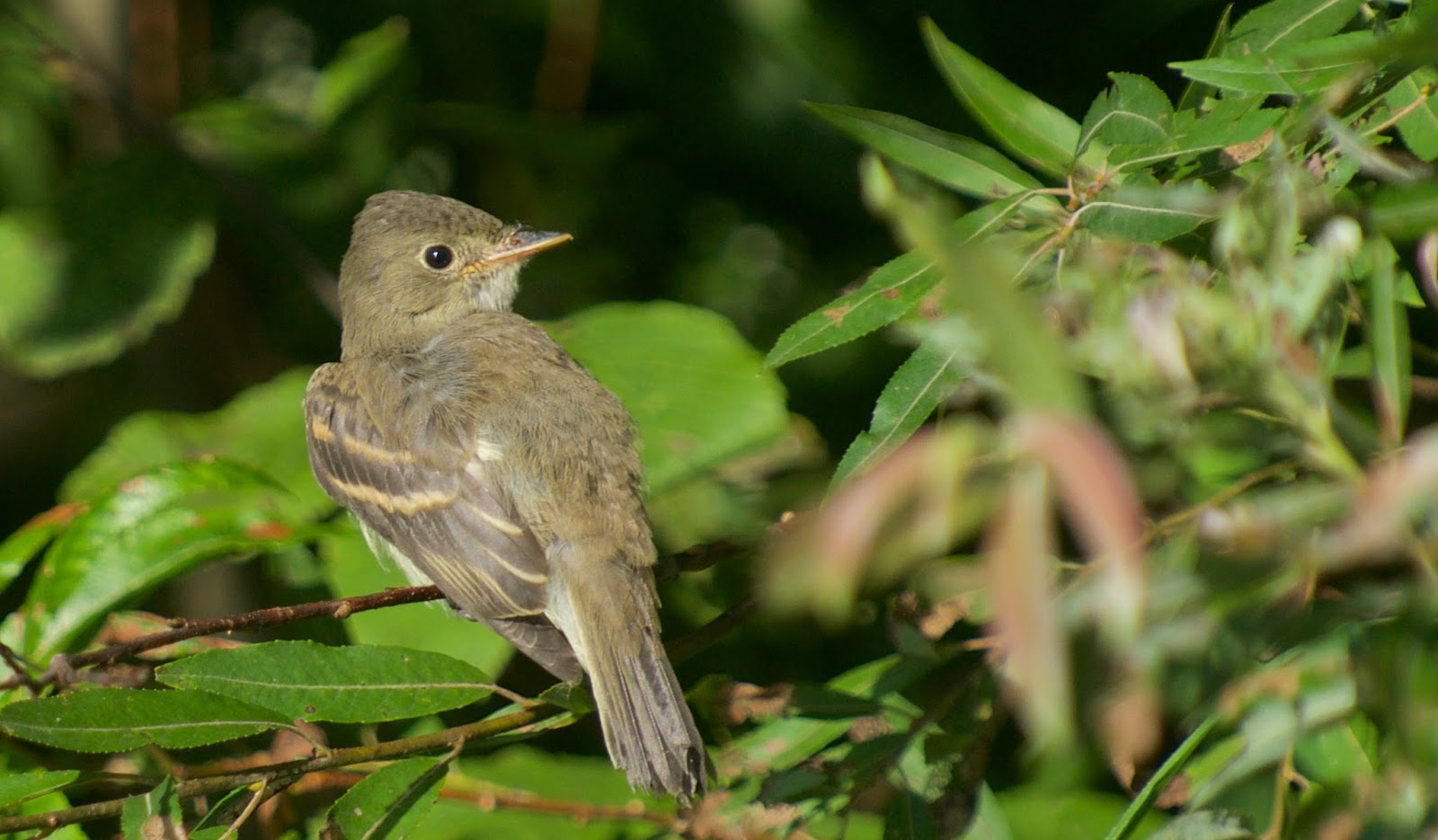Moucherolle des aulnes Alder Flycatcher