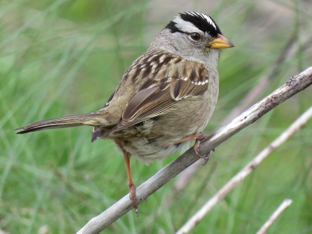 ポートランド付近の鳥達 White Crowned Sparrow ミヤマシトド