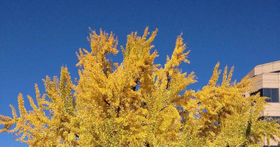 John Grimshaw's Garden Diary A tree at Christmas