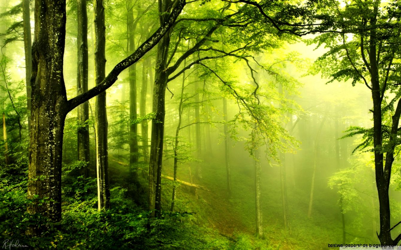 Beautiful Green Forest HD desktop wallpaper High Definition Beautiful Green Forest HD desktop wallpaper High Definition