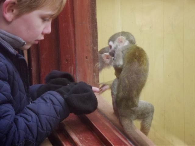 Interacting with spider monkeys