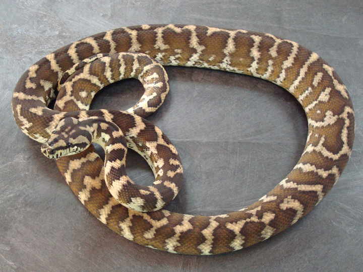 Irian Jaya Carpets Python and New Guinea Carpets Python