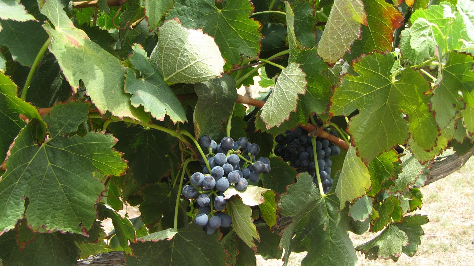 agence de rencontre saint avold