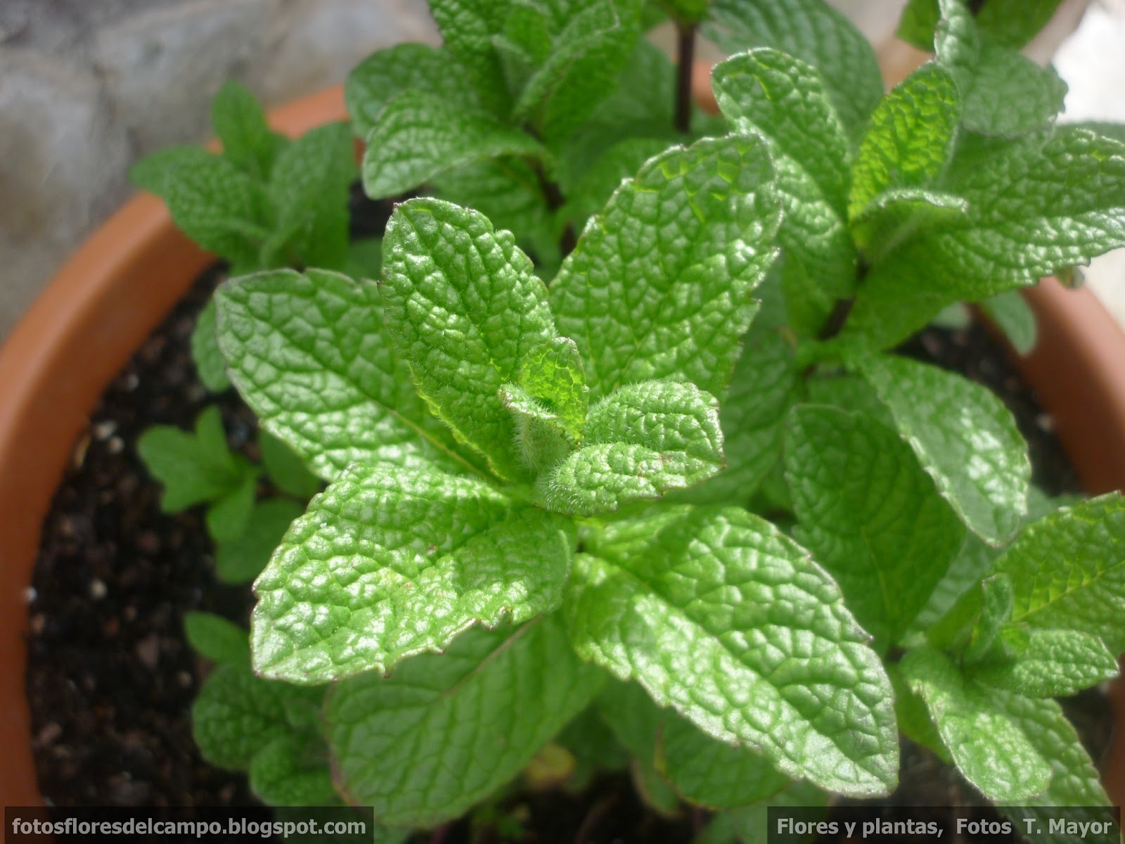 Flores y plantas silvestres " Mentha spicata ". Hierbabuena. Flores y plantas silvestres " Mentha spicata ". Hierbabuena.