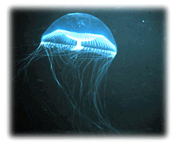 Pictures Jellyfish