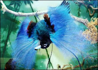 10 Beautiful Birds Of Heaven
