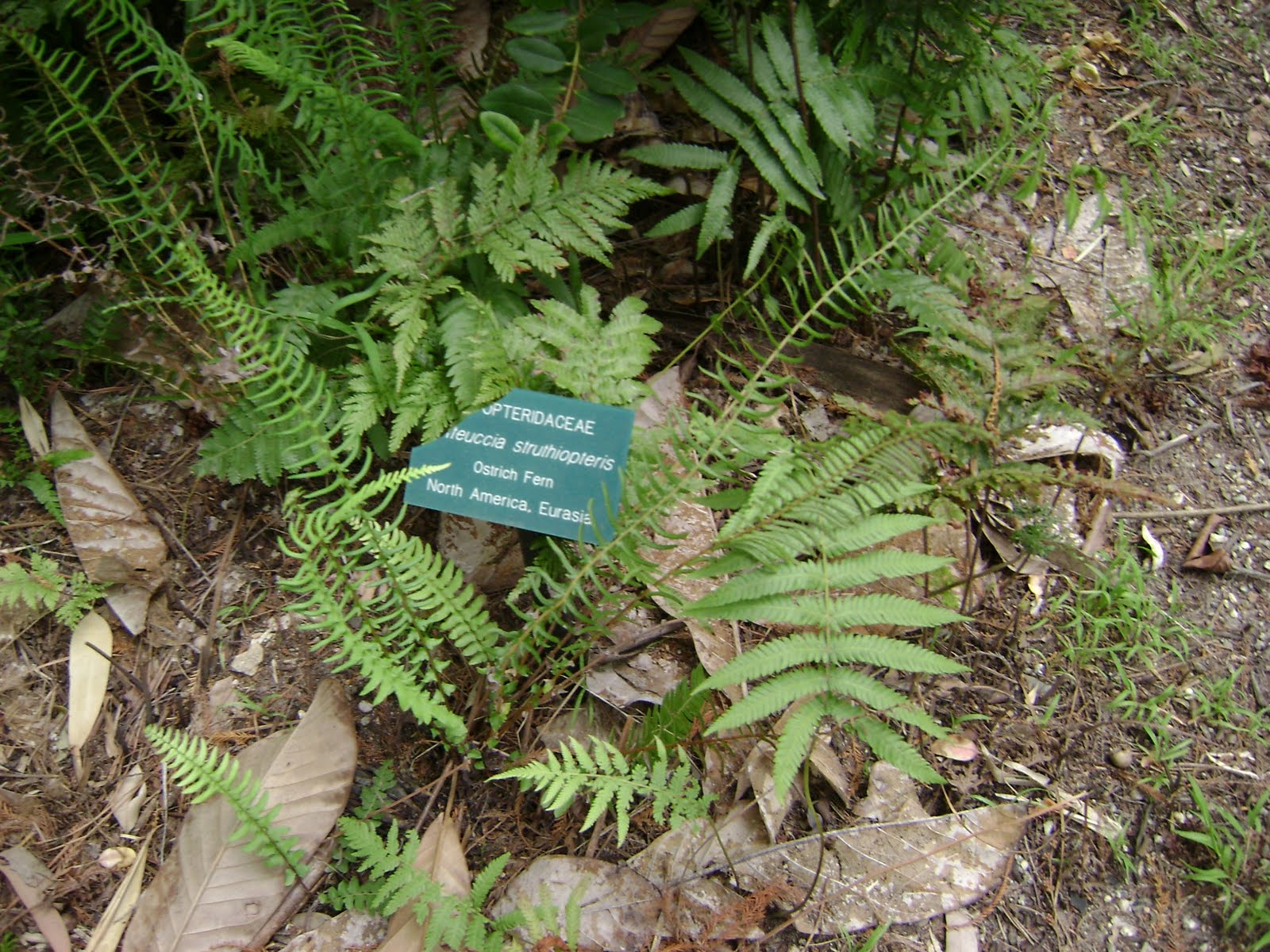 ostrich fern virtual plant collection scientific name