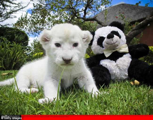 Albino Lion Wallpaper