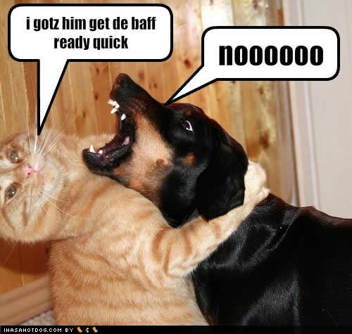 GALLERY FUNNY GAME: Funny cats vs funny dogs