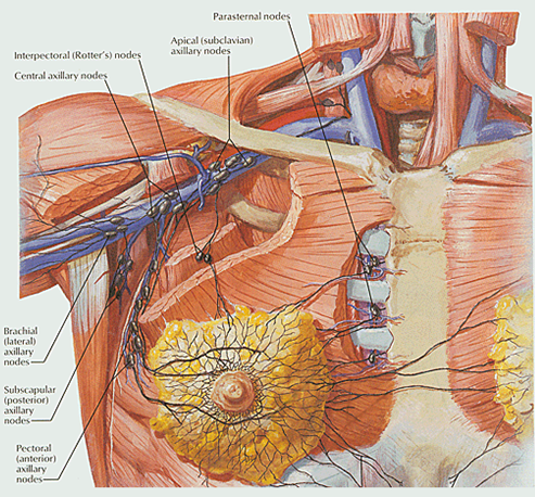 Docs Network: Regional anatomy of thorax