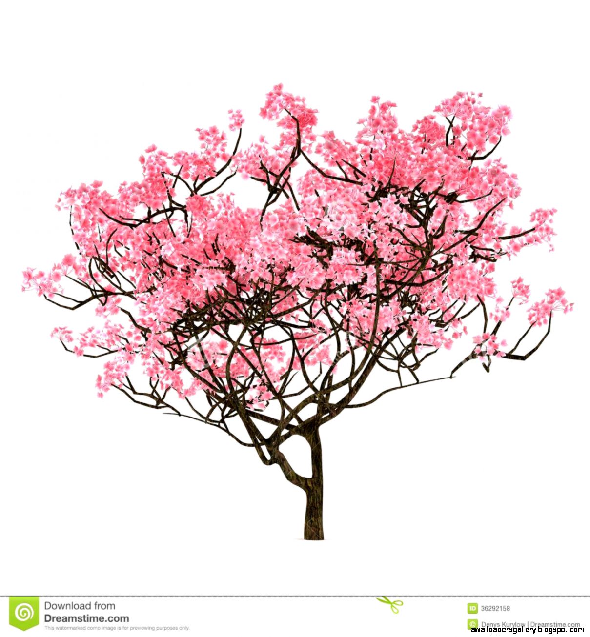 Cherry Blossom Tree Drawing Step By Step | Wallpapers Gallery