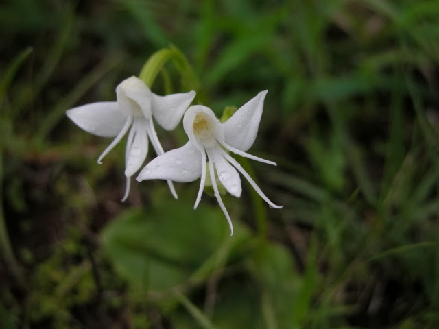 THE ANGEL ORCHID |The Garden of Eaden