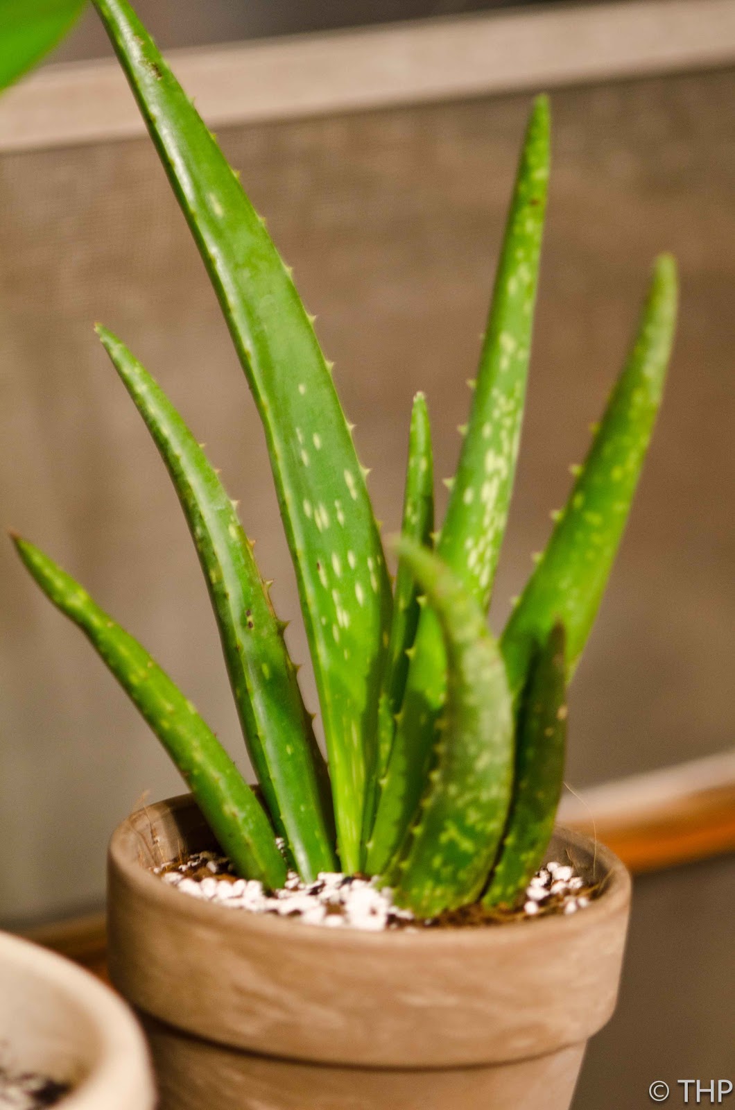 Sunroom Gardening I picked up an Aloe Vera plant&hellip;
