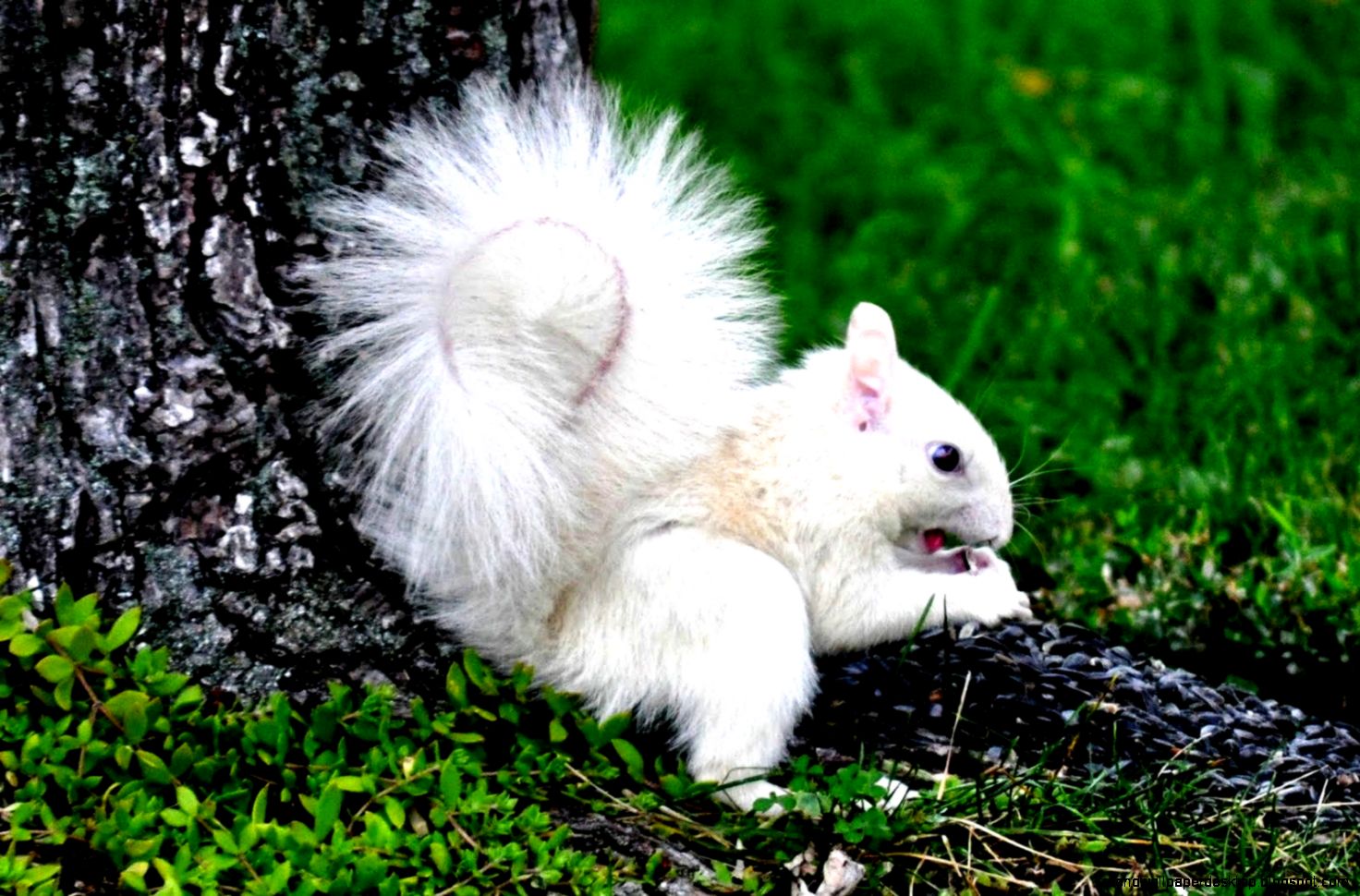 Albino Squirrel Ears Fur Nature Grass Tree hd wallpaper 1534776 Albino Squirrel Ears Fur Nature Grass Tree hd wallpaper 1534776