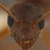 Semut Yang Bisa Merusak Barang Elektronik
