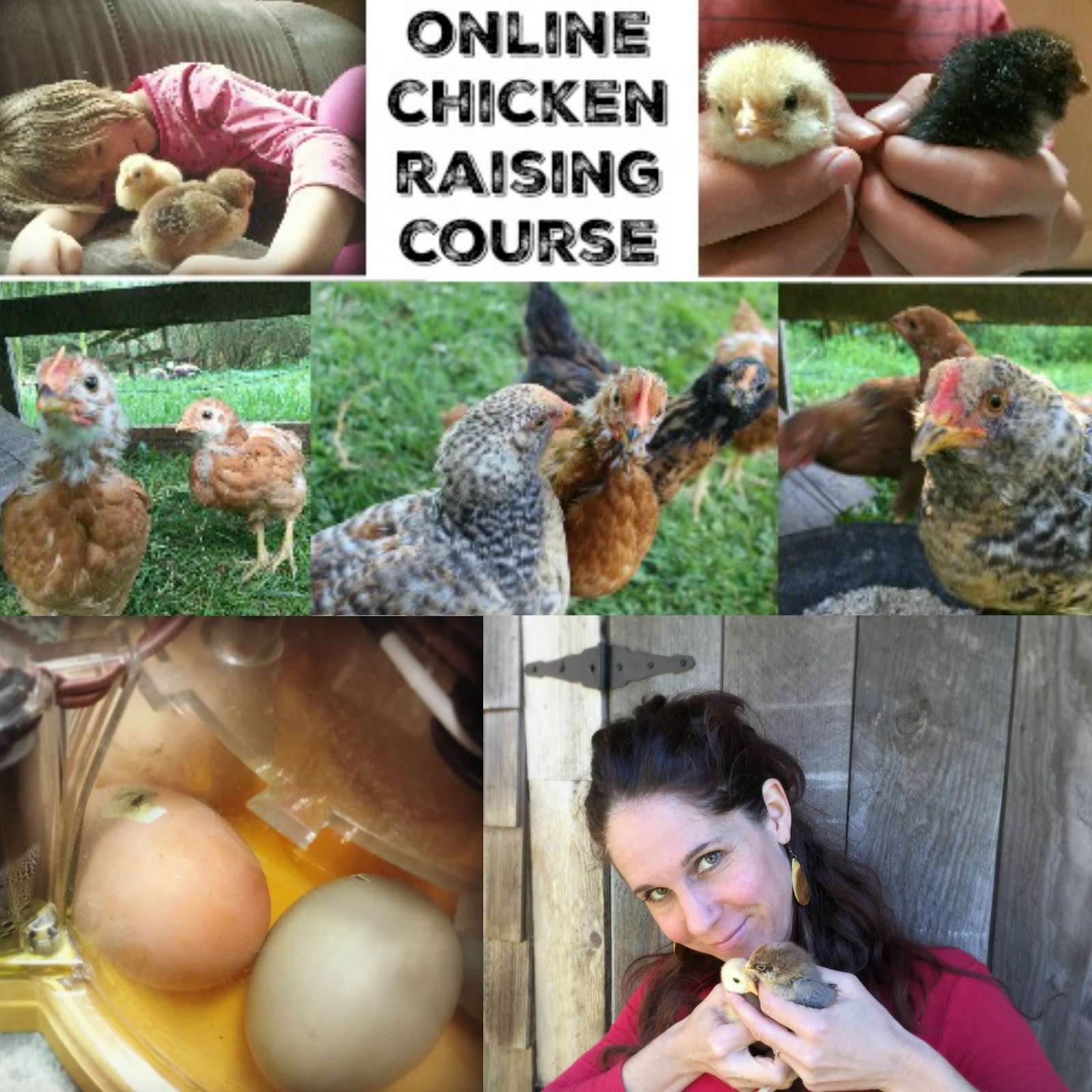 Online Chicken Raising Course