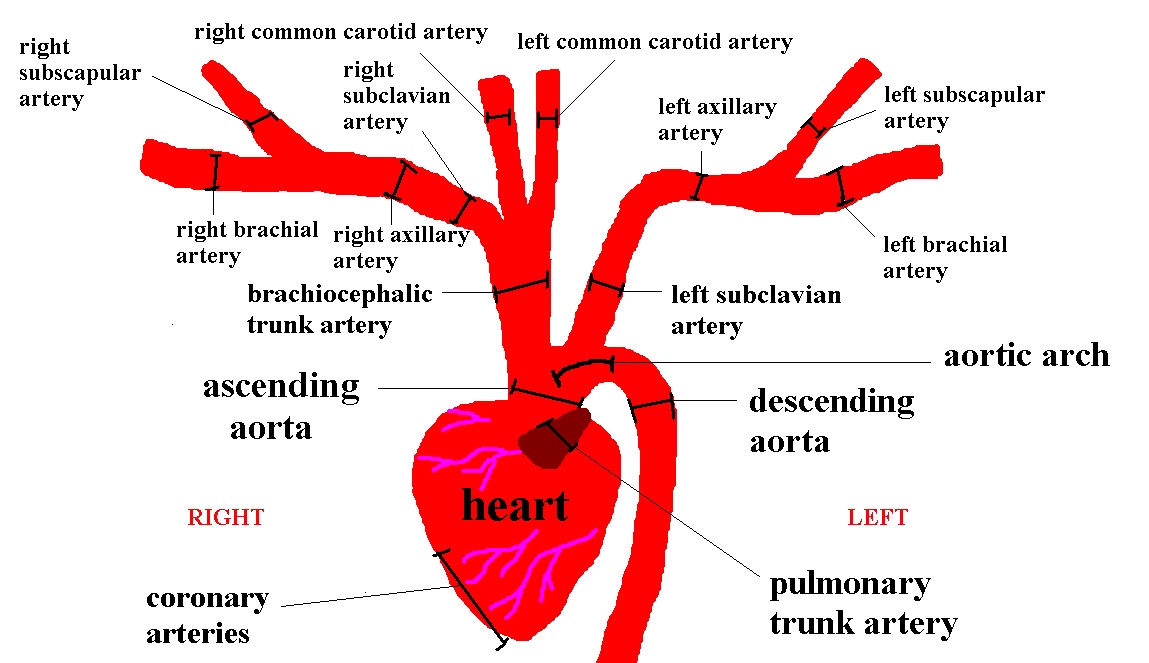 diagram of the arteries free coloring pages of arteries and veins diagram of the arteries free coloring pages of arteries and veins