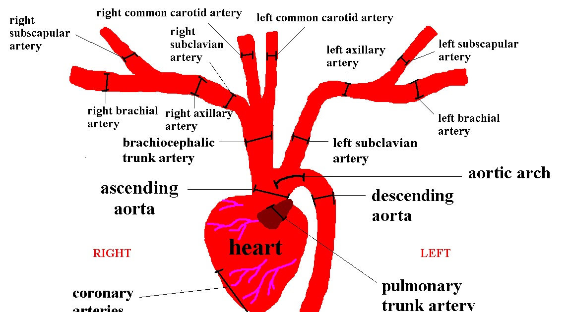 Vascular Cat: Cat Arteries - Cartoon Diagrams