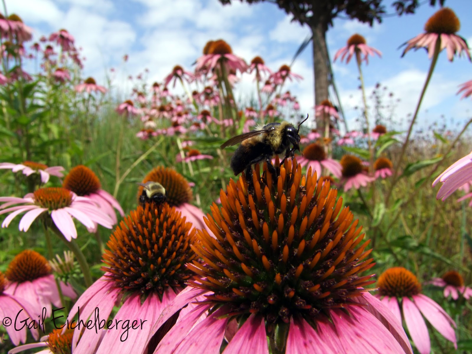 clay and limestone Nashville In Bloom July GBBD
