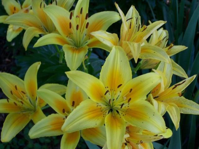 Flower Wallpaper Yellow Lily Flowers Pictures