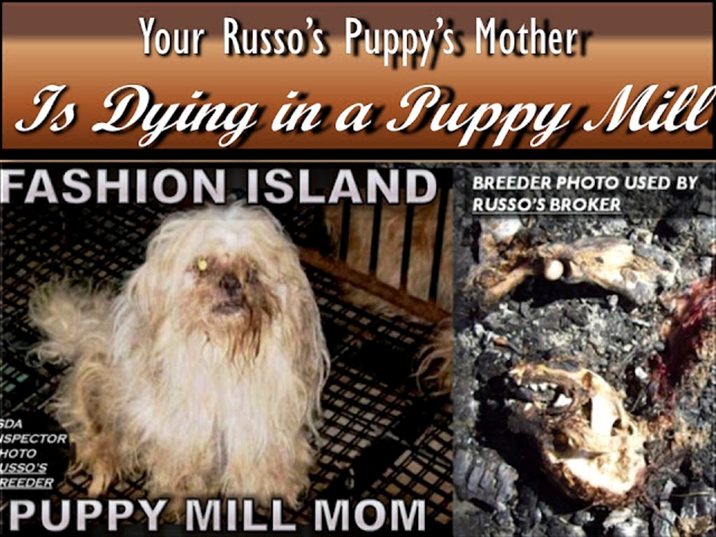Russo’s Pets, Russo’s Pet Experience, Russo’s Newport Beach, Visitnewportbeach.com