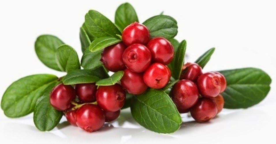 BENEFÍCIOS DO CRANBERRY