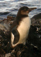 Galapagos Penguin at Elizabeth Bay, Isabela Island, Galapagos